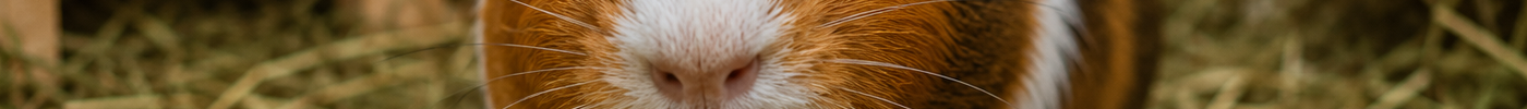 Vitamine C bij cavia's: waarom het zo belangrijk is en hoe je een tekort voorkomt