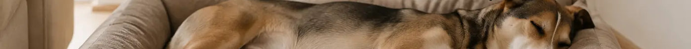 Slapende hond ligt uitgestrekt in een ruim hondenbed met opstaande rand