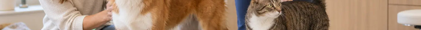 Hond en kat krijgen samen een rustige gewichtscontrole bij de dierenarts