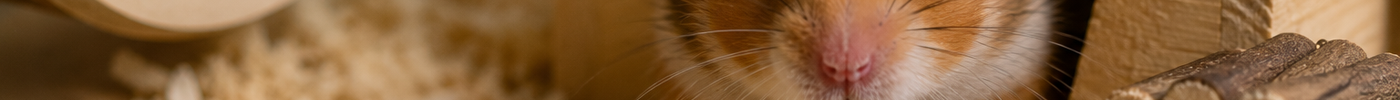 8 hardnekkige mythes over hamsters ontkracht (en wat wél waar is)