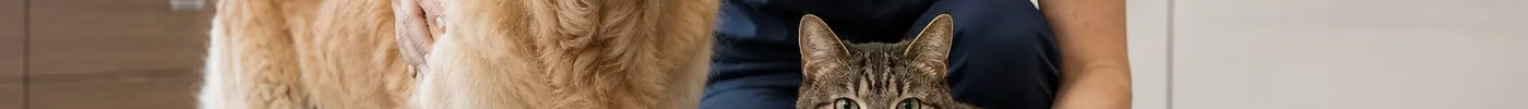 Dierenarts beoordeelt de houding van een oudere hond en kat op een antislipmat