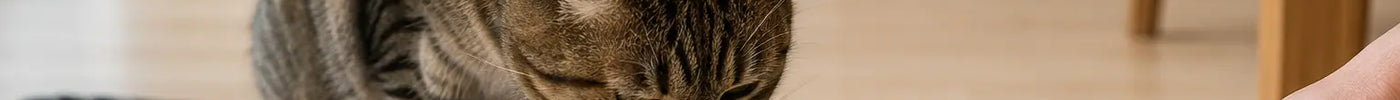 Volwassen kat drinkt water terwijl een schoteltje koemelk wordt weggehaald
