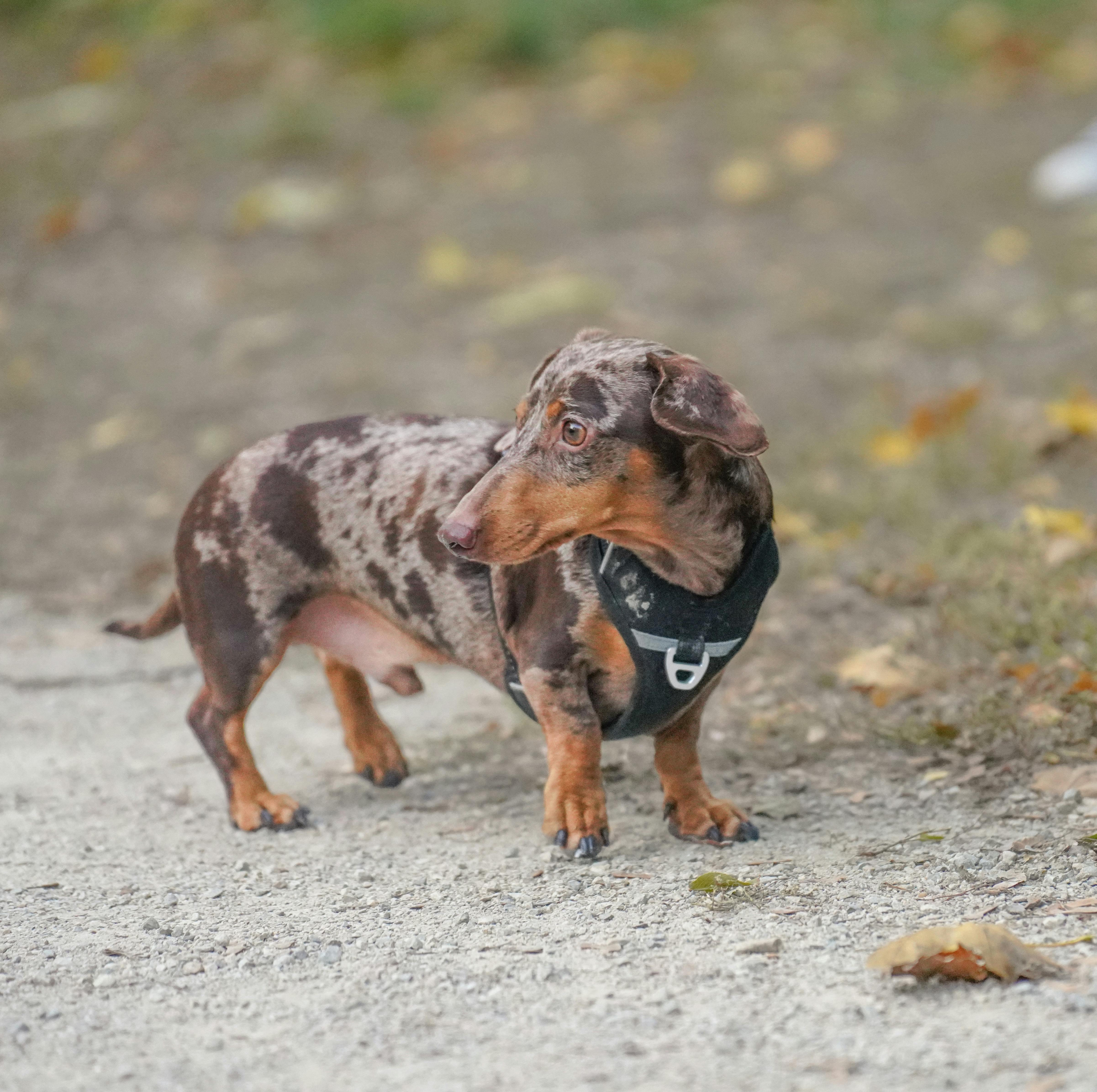 Teckels: Kleine honden met een groot karakter