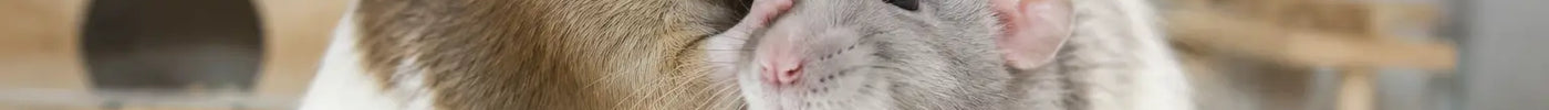 Twee tamme ratten verzorgen elkaars vacht in een rustige woonomgeving