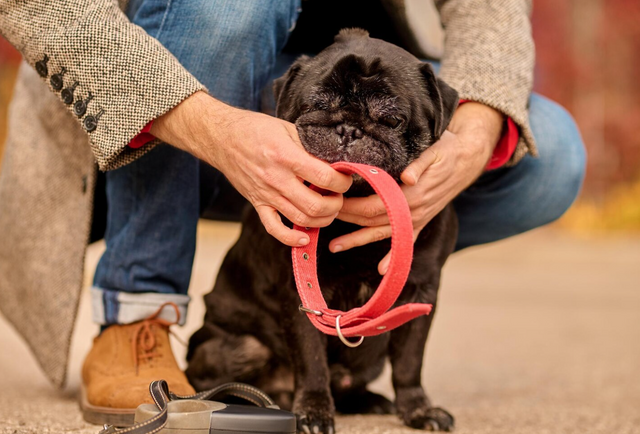 Halsbanden - Fidello