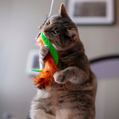 Collection image for: Kattenhengels