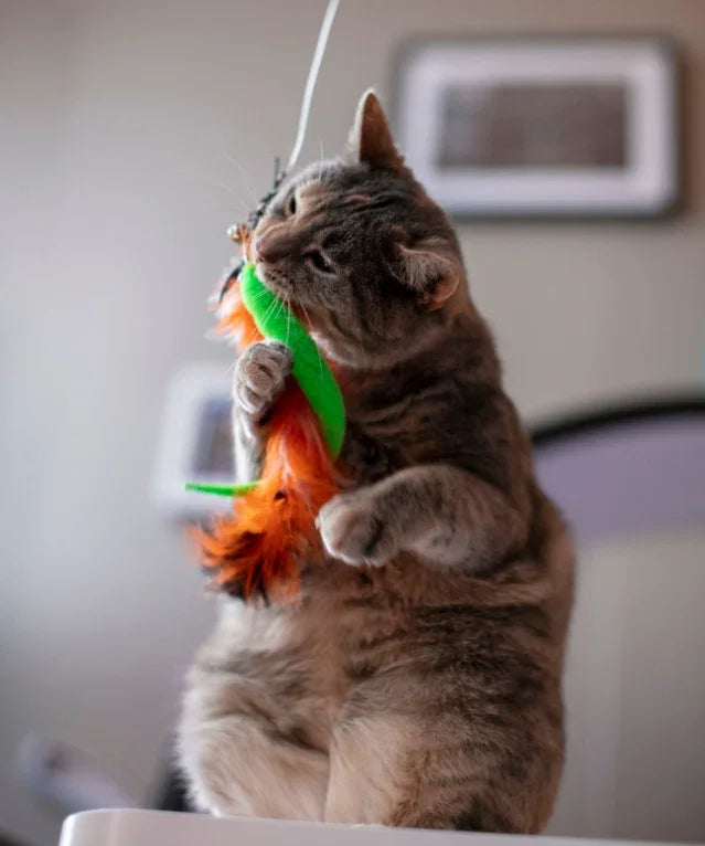 Kattenhengels