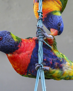 Collection image for: Klimtouw, netten & ladders