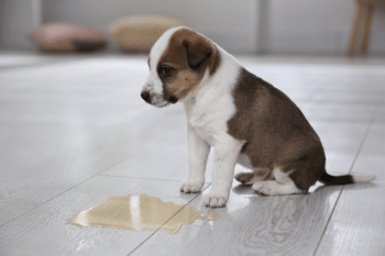 Zindelijkheidstraining voor puppy’s