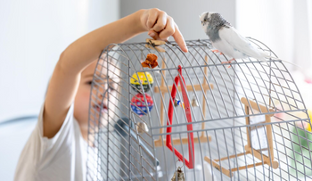 Vogelkooien & volieres