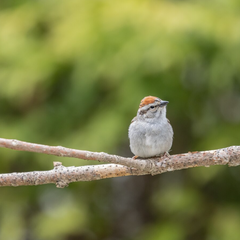 Collection image for: Zitstokken vogels