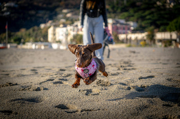 Schattige halsbanden, riemen & tuigjes