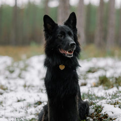 Collection image for: Halsbandlampjes & Penningen