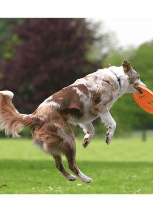 Trixie Dog Disc Frisbee bissfest