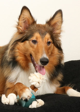 D&D Hundespielzeug Levi