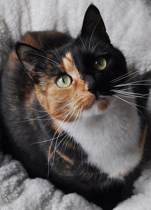 AFP Lambswool - Donut Bed Beige