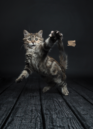 Cat Dancer Deluxe