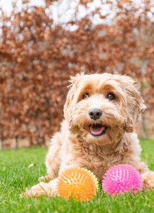 Dog Comets Exoplanet Egelbal Oranje