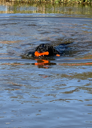 Dog Comets Bobber Oranje