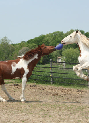 Jolly Ball Rood/wit (pepermunt)