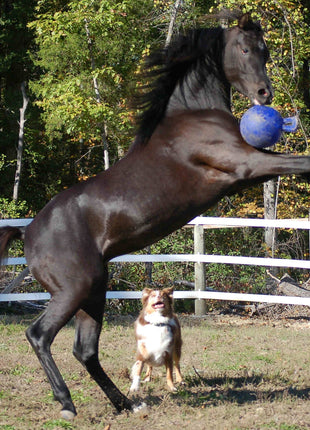 Jolly Ball Rood/wit (pepermunt)