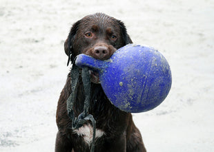 Jolly Tug-n-Toss Oranje