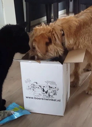 Braaaf Rawhide Donut Lam & Vis