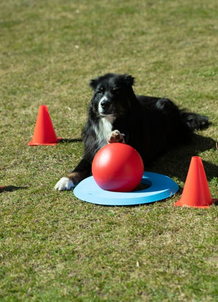 PROCYON Dog Golf Set